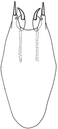 strictus